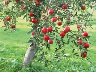 افزایش 10 درصدی برداشت سیب در خراسان شمالی
