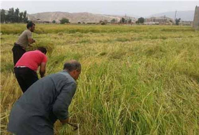 آغاز برداشت برنج از مزارع سیروان

