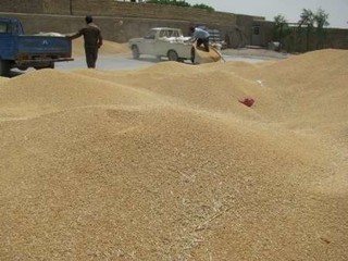 شکسته شدن رکورد تولید و خرید گندم در دولت تدبیر و امید