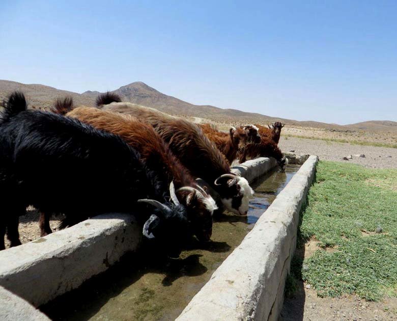 همایش بررسی ابعاد اقتصادی بز ندوشن برگزار می شود