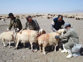 بیش از ۴۲ هزار رأس دام در شهرستان قزوین علیه بروسلوز واکسینه شدند