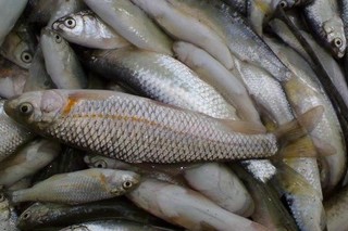 جلوگیری از توزیع بیش از 4 تن ماهی فاسد در چهار محال و بختیاری