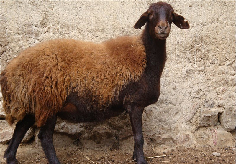 گوشت گوسفند ایرانی در کویت از تهران ارزان‌تر شد

