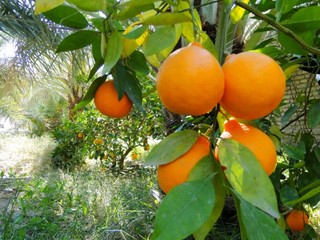 واکنش رئیس اتحادیه باغداران به آزاد شدن واردات پرتقال و نارنگی