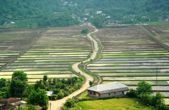 افزایش ۱۵ درصدی برداشت برنج در شهرستان رشت