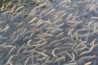 5هزار قطعه بچه ماهی قزل آلا در استخرهای کشاورزی یزد رهاسازی شدند 
