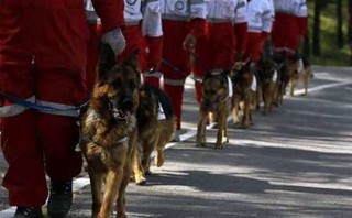 همایش بین المللی سگهای جست و جو، ۲۴ آبان در یزد برگزار می شود