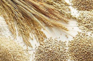 تولید گندم البرز حداکثر کفاف مصرف ۲ ماه استان را می‌دهد