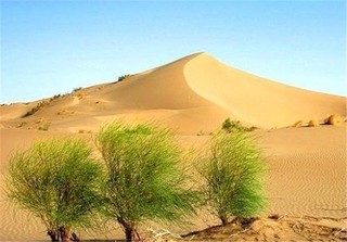 طرح ترسیب کربن در خراسان رضوی به ۴۱۴ هزار هکتار افزایش یافت