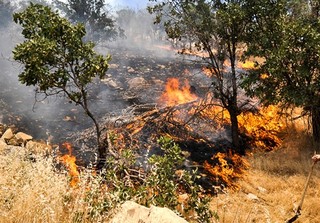 آتش سوزی در جنگل های منطقه بلوران کوهدشت مهار شد