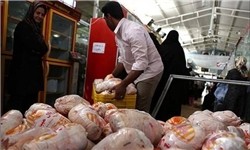 مرغ‌ها در آذربایجان شرقی وزن کم می‌کنند
