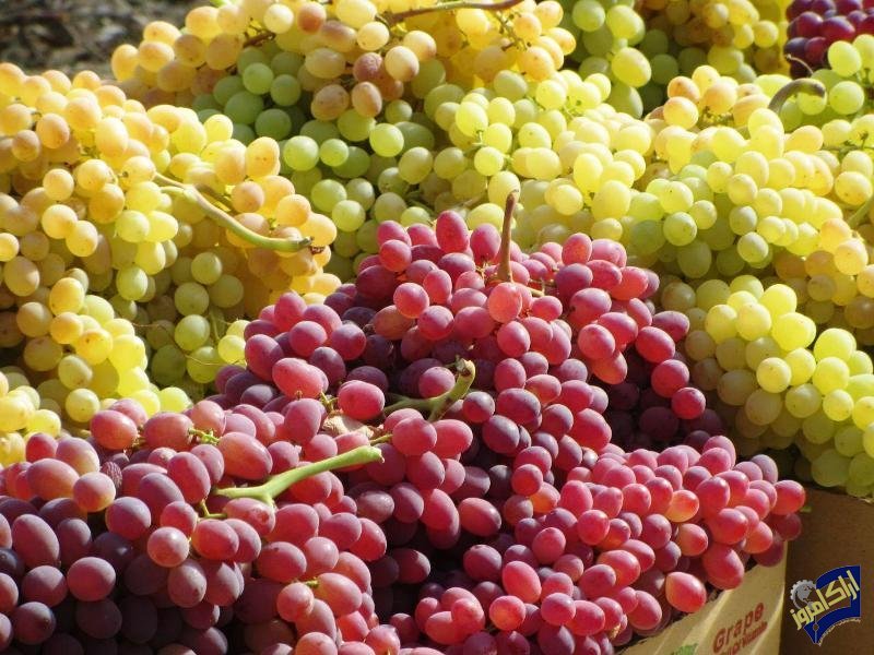 سهم ۱۲ درصدی انگور در سبد اقتصاد کشاورزی خراسان شمالی