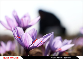 برداشت زعفران در تربت حیدریه و زاوه/ گزارش تصویری