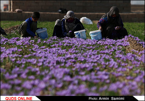 برداشت زعفران در شهرستان‌های تربت حیدریه و زاوه/ گزارش تصویری