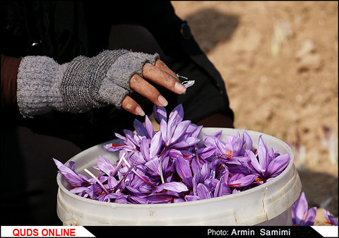 برداشت زعفران در شهرستان‌های تربت حیدریه و زاوه/ گزارش تصویری