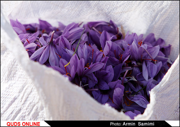 سارقان گل های زعفران در بجستان دستگیر شدند