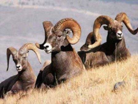 سرشماری وحوش منطقه شکار ممنوع «ژرف» پایان یافت