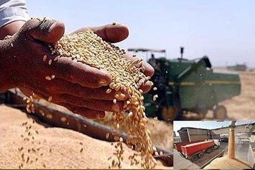 گندمکاران استان قزوین در برداشت محصول خود شتاب نکنند