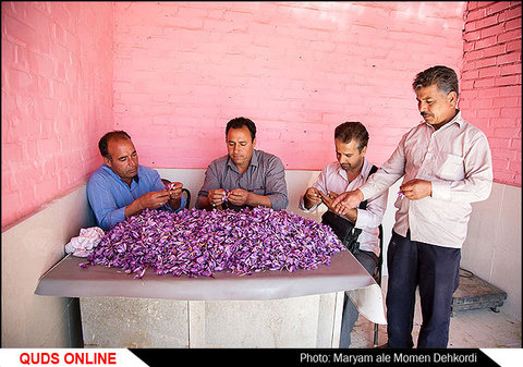 برداشت و بازار زعفران در زاوه/گزارش تصویری