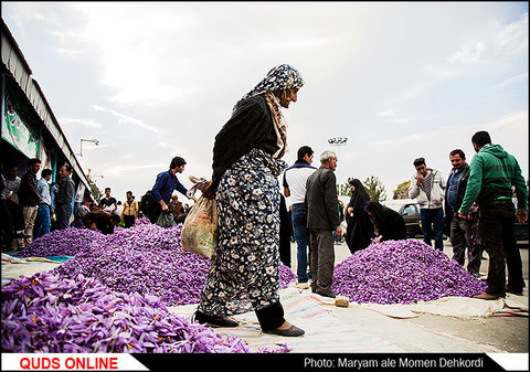 برداشت و بازار زعفران در زاوه/گزارش تصویری