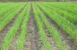 برداشت  برنج در اراضی زراعی شهرستان رامشیر