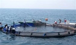 نصب ۱۰ هزار تن قفس پرورش ماهی در دریای خزر