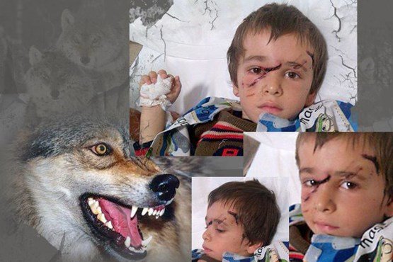گرگ گرسنه در تبریز 10 کودک را مجروح کرد