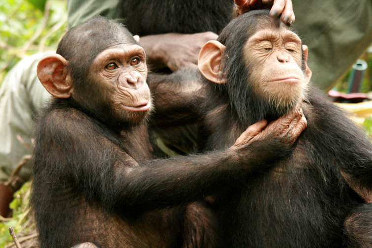 شامپانزه ها هم به دوست نیاز دارند