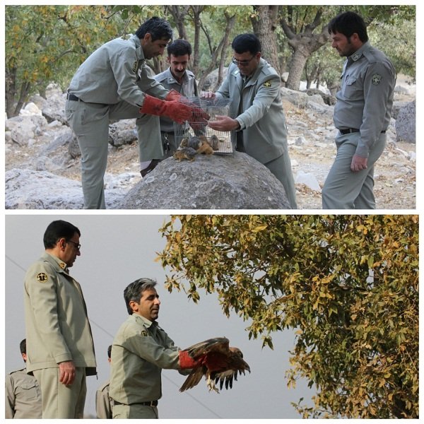 بازگشت ۱۵ سنجاب ایرانی به زیستگاه طبیعی ایلام