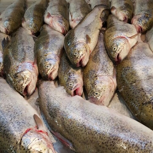 رونق تولید ماهیان خوراکی در تهران 