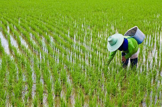 تقاضای تولیدکننده برنج از دولت: وارد نکنید