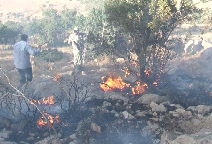 آتش سوزی در منطقه حفاظت شده جنگلی هلن استان مهار شده است