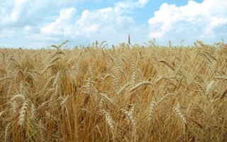 ایران دوازدهمین تولید کننده گندم در جهان