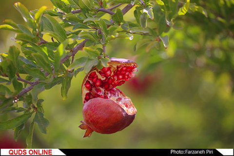 برداشت انار در ساوه/گزارش تصویری