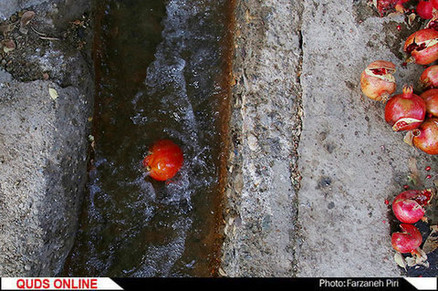 برداشت انار در ساوه/گزارش تصویری