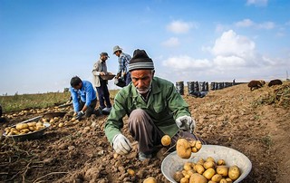 سیب زمینی اردبیل را دلالان برداشت می کنند