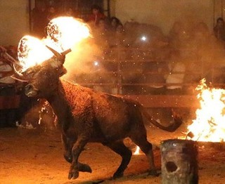 فیلم / حیوان آزاری عجیب در فستیوالی اسپانیایی