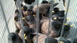 ۱۰۰ قطعه پرنده وحشی در مشهد کشف شد