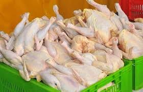 رشد ۲۳۰ درصدی تولید گوشت مرغ در جغتای