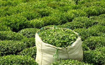 چای سبز و معمولی هر دو مفید و قابل استفاده است