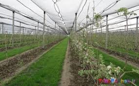  ۱۰۰۰ هکتار گلخانه در استان قزوین احداث می شود
