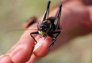 هشدار سخنگوی اورژانس درباره فعالیت حشرات گزنده در فصل گرما