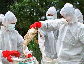 پاکسازی کامل آنفولانزای مرغی در البرز