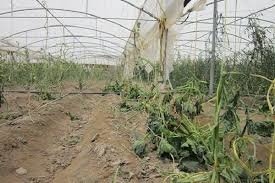 طوفان ۱۷هزار میلیون ریال به کشاورزان کرمان خسارت وارد کرد