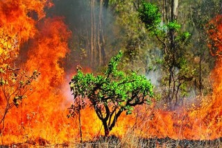 ۱۵۰ هکتار از جنگل‌های استان گلستان در آتش سوخت