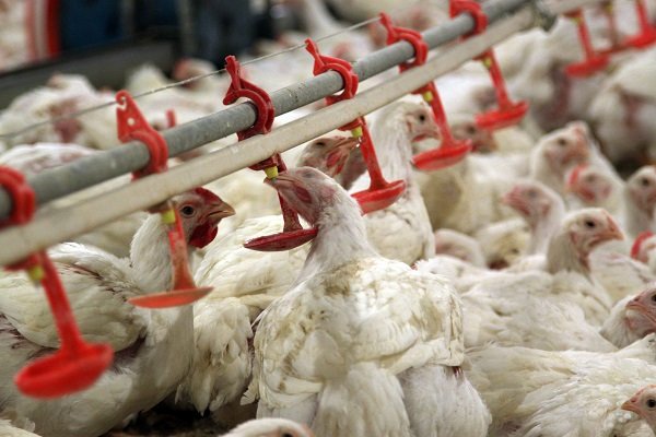 آنفلوانزای فوق حاد پرندگان به خراسان رضوی رسید/ معدوم سازی  ۵ میلیون قطعه مرغ