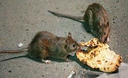 چرا کاری برای مهار موش های تهران نمی شود؟