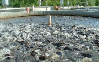برخی مزارع پرورش ماهی چهارمحال و بختیاری به نفت خام آلوده شده است