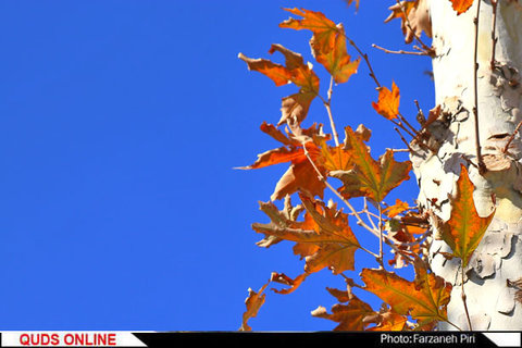 پاییز در محلات/گزارش تصویری