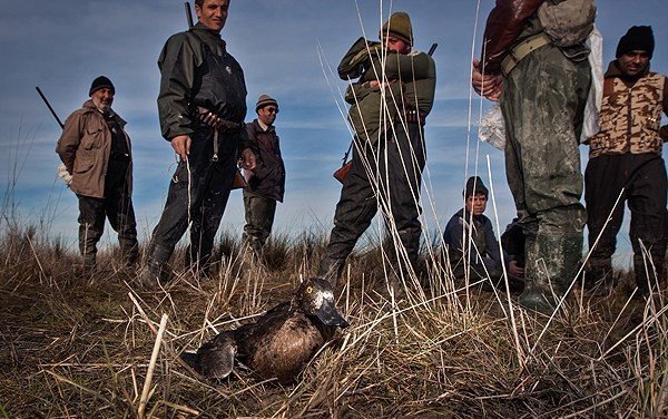مجوزهای شکار پرندگان در البرز لغو شد